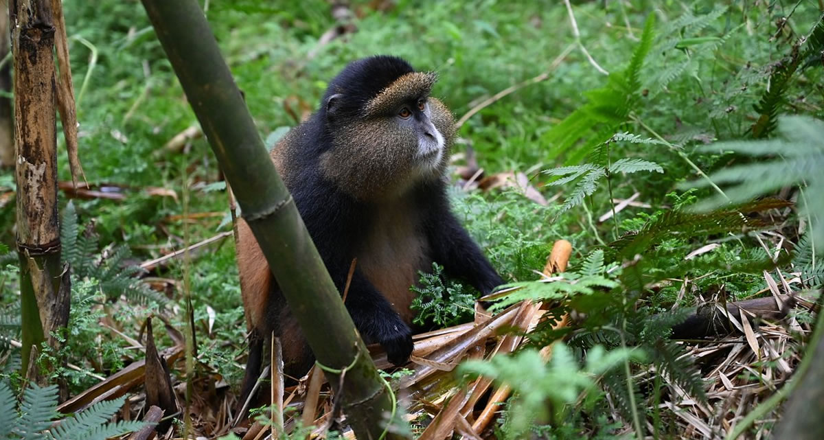 Must See Primates Of Uganda