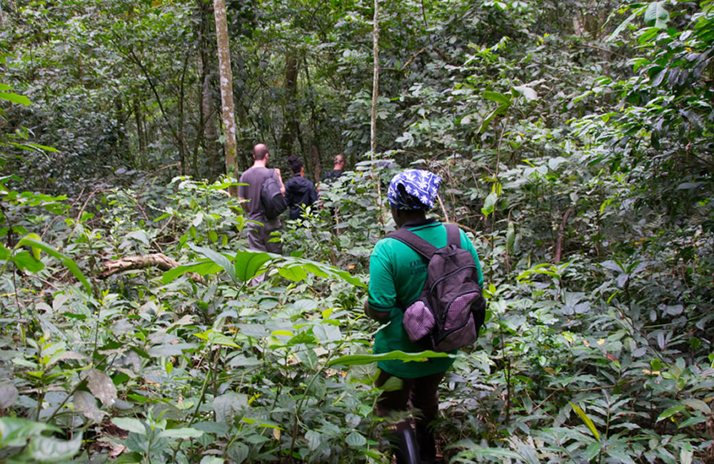 5 Reasons Why You Should Add Bwindi to Your Travel Bucketlist